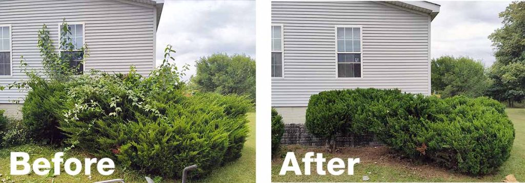 trimmed bushes in front of a home before and after.